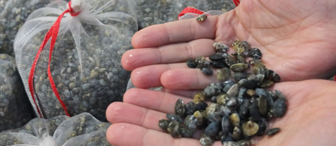 La Consejera de Pesca siembra dos millones de almejas en las bahas de Santander y Santoa