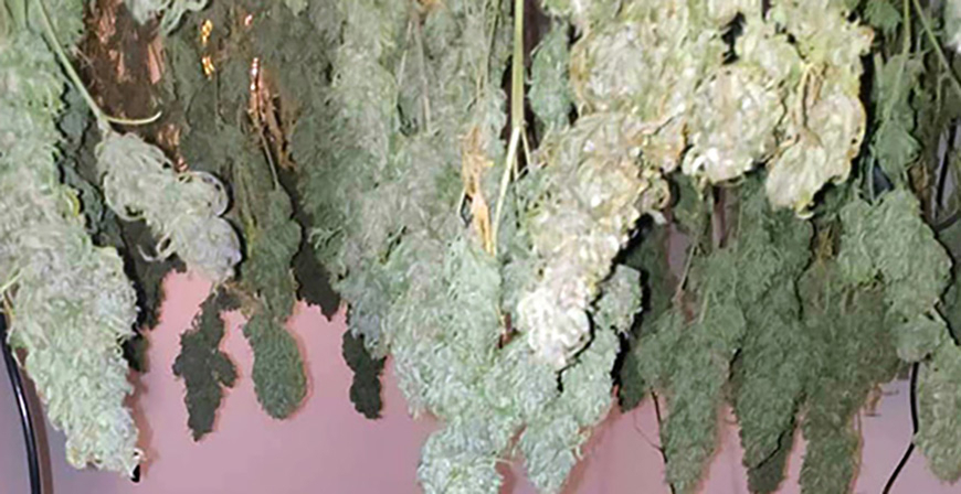 El consumo de cannabis aumenta en Cantabria en los ltimos aos