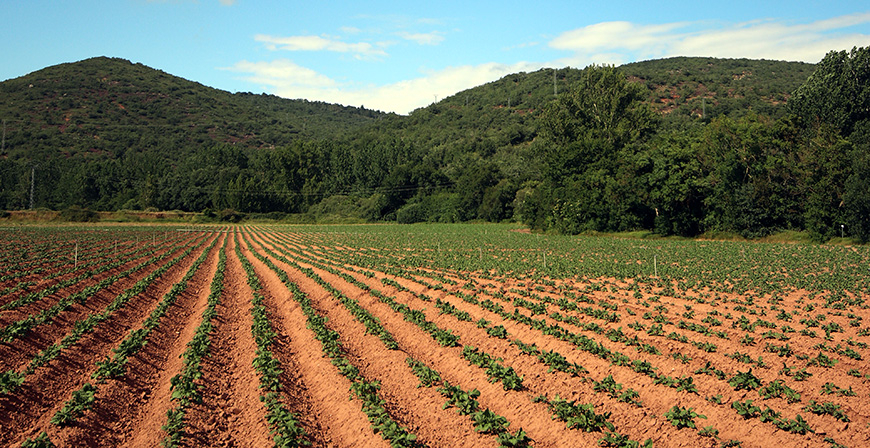 Convocadas las ayudas para la compra de semilla certificada para la produccin de patata en Valderredible