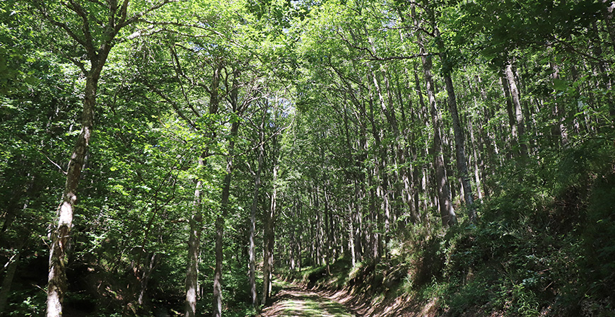Convocadas las ayudas para mejorar el aprovechamiento sostenible de los montes de Cantabria