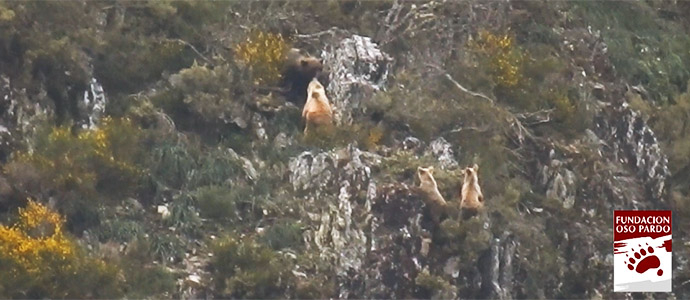 La Cordillera Cantbrica vive el celo de los osos