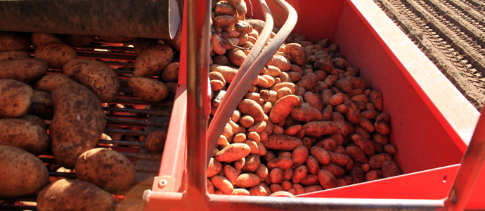 La cosecha de patatas se cierra esta misma semana 