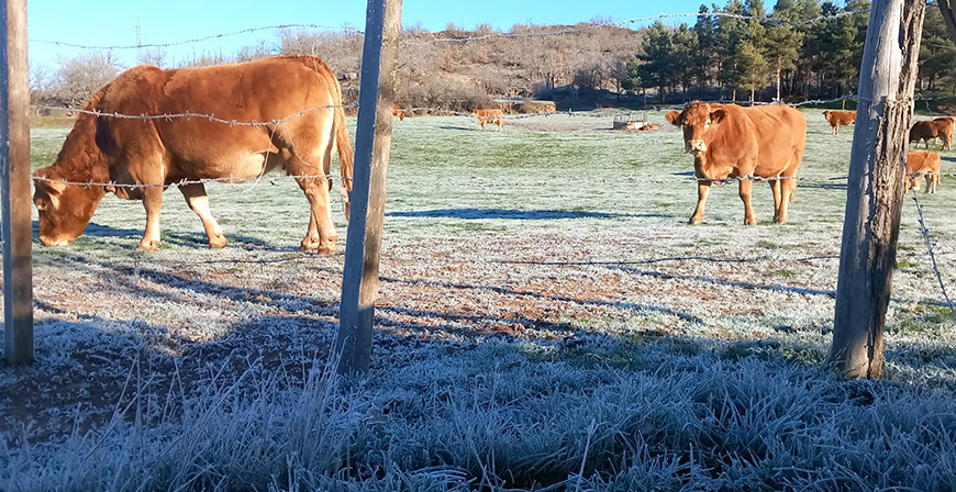 Cubillo de Ebro, con -8.5 C, marca este lunes la tercera temperatura ms fra del pas