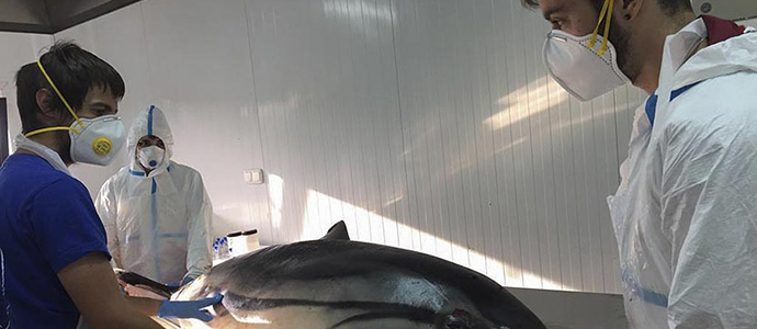 Los delfines varados en Oyambre en mayo murieron por un proceso infeccioso