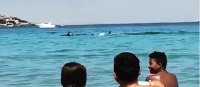 Los delfines visitan Santander