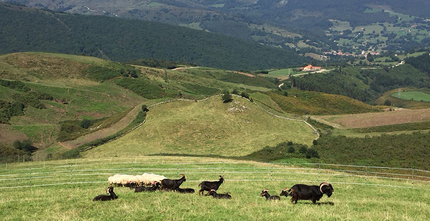 Desarrollo Rural ampla el plazo para presentar la declaracin de pastos y pastizales permanentes de titularidad pblica y uso comn