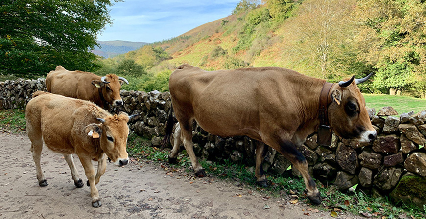 Desarrollo Rural confirma 2601 animales afectados por la EHE desde el inicio de la enfermedad y 457 animales muertos