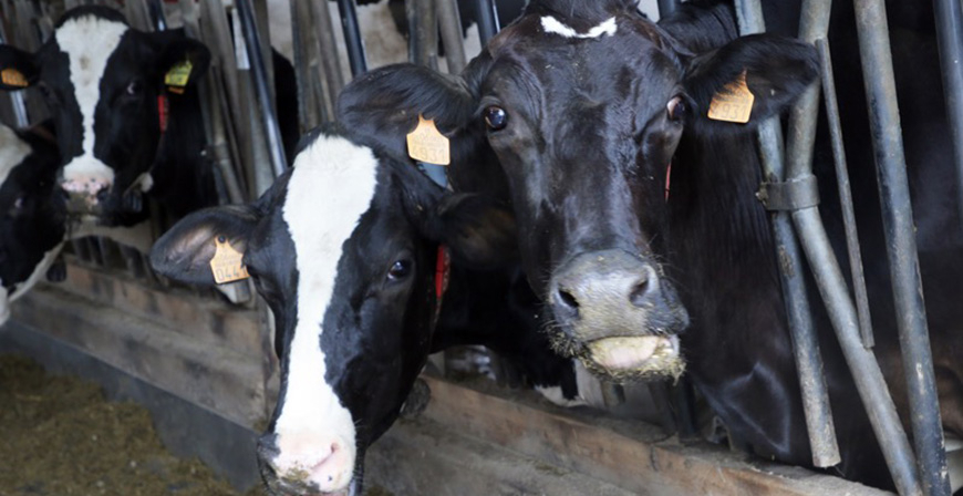 Desarrollo Rural confirma 3164 animales afectados por la EHE desde el inicio de la enfermedad y 531 animales muertos