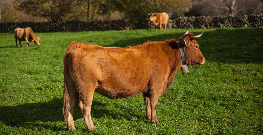 Desarrollo Rural confirma 433 casos de enfermedad hemorrgica epizotica y 42 animales fallecidos en lo que va de septiembre