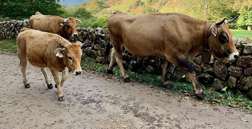 Desarrollo Rural confirma dos focos positivos del serotipo 8 de lengua azul bovina, uno de ellos en Campoo de Suso