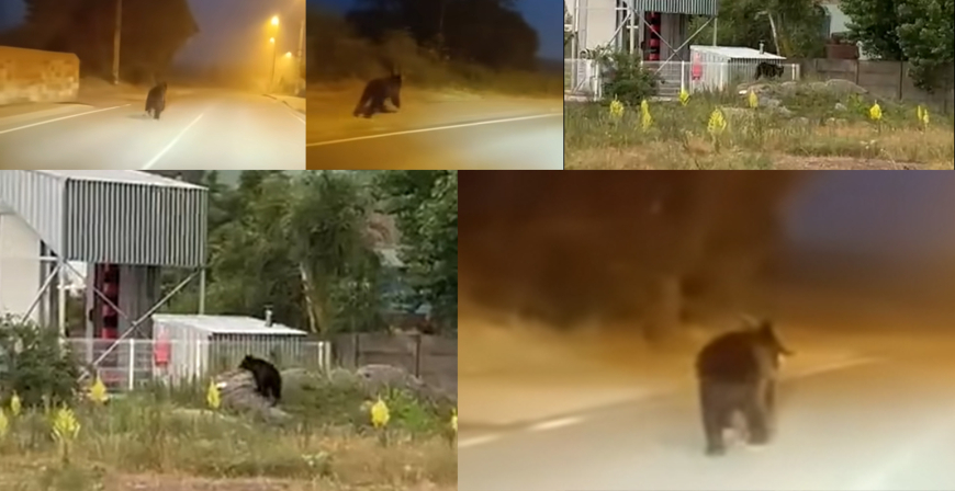 Desarrollo Rural confirma que se ha activado el protocolo para localizar a un oso desorientado en los lmites de Reinosa con Enmedio