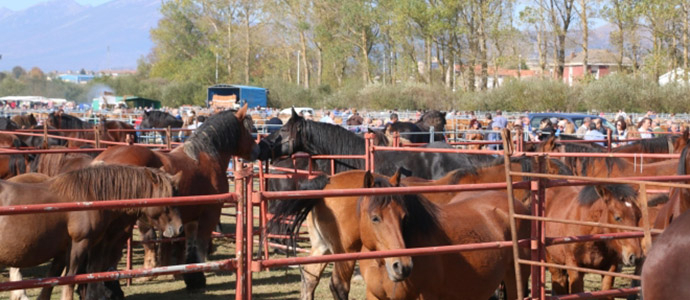 Desarrollo Rural convoca ayudas para ferias y concursos de ganado por importe de 85.000 euros 