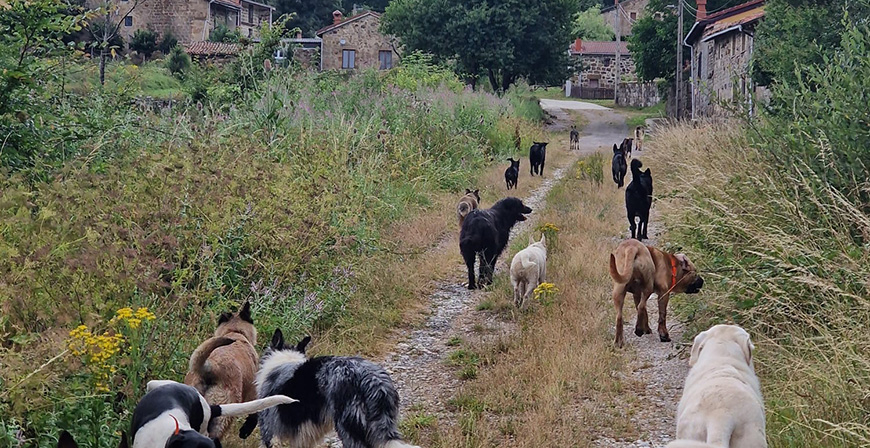 Desarrollo Rural convoca un total de 70.000 euros en ayudas para centros de recogida de animales abandonados en 2026