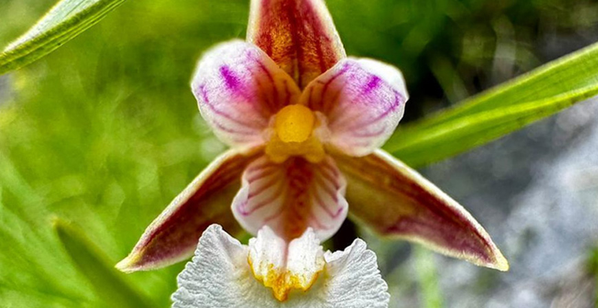 Desarrollo Rural detecta dos especies de orqudeas en la parte cntabra del Parque de Picos de Europa