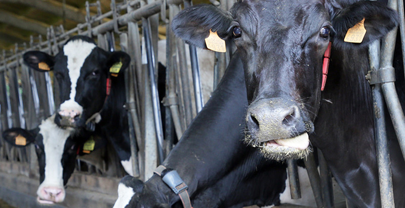Desarrollo Rural informa de la prohibicin de la vacunacin no autorizada ante la Dermatosis Nodular