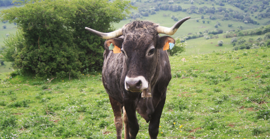 Desarrollo Rural inicia el pago de 1.022.132 euros del saldo final a ganaderos extensivos de vacuno de carne y para engorde de terneros