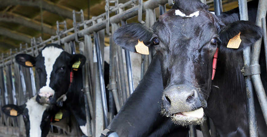 Desarrollo Rural prolonga dos meses m�s las medidas de prevenci�n ante la Dermatosis Nodular Contagiosa