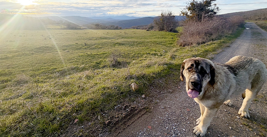 Desarrollo Rural reivindica el papel del mast�n como 