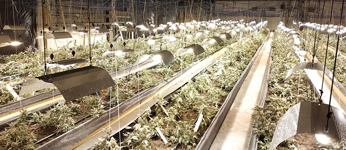 Desarticulado el grupo criminal responsable de la plantacin  de marihuana desmantelada en San Vicente de Toranzo