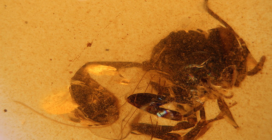 Descubierta una nueva especie de avispa fsil en el mbar de El Soplao de hace 105 millones de aos