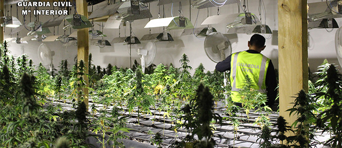 Desmantelada la mayor plantacin de marihuana intervenida en Cantabria con ms de 1.000 plantas