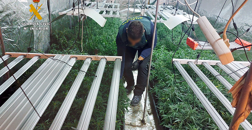 Desmantela una plantacin 'indoor' con 500 plantas de marihuana en un garaje