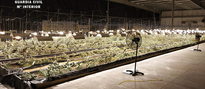 Desmantelada la mayor plantacin de marihuana en la historia de Cantabria