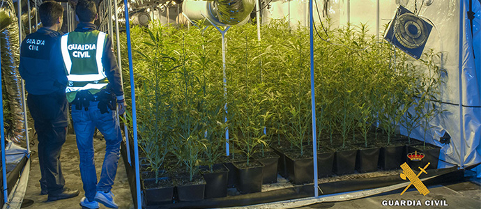 Desmantelada la mayor plantacin de marihuana intervenida en Cantabria
