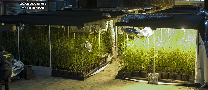 Desmantelada la mayor plantacin de marihuana intervenida en Cantabria