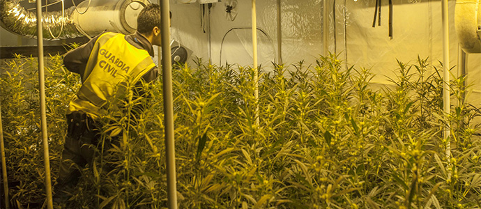 Desmantelada la mayor plantacin de marihuana intervenida en Cantabria