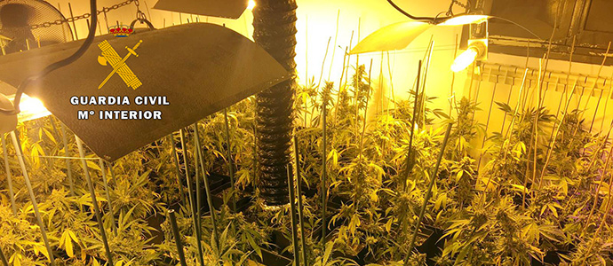 Desmantelada una nueva plantacin de marihuana con un millar de plantas 