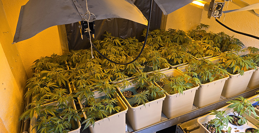 Desmantelada una plantacin 'indoor' con 290 plantas de marihuana