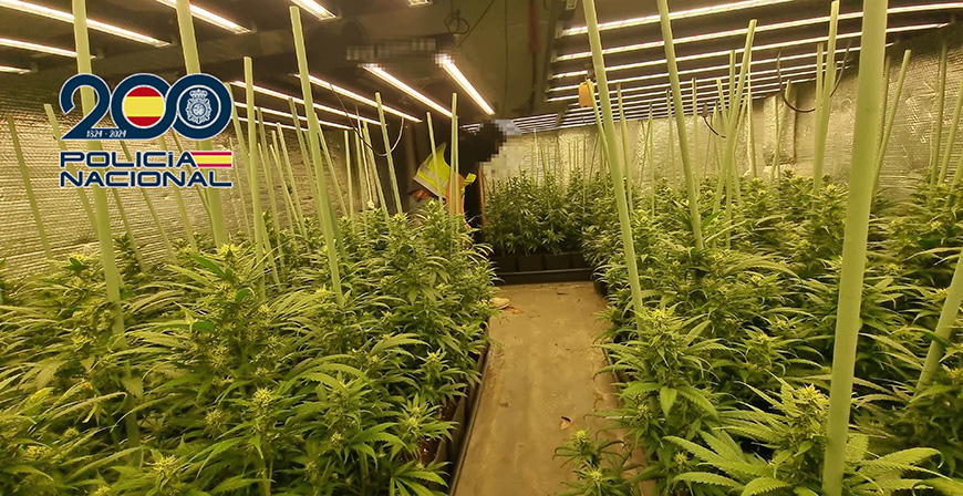 Desmantelada una plantacin indoor de marihuana con 250 plantas