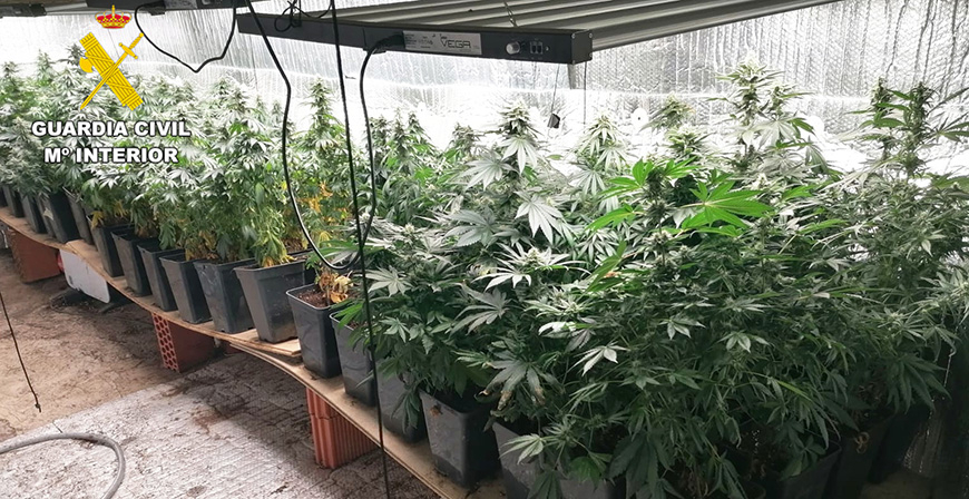 Desmantelada una plantaci�n �indoor' de marihuana con 88 plantas