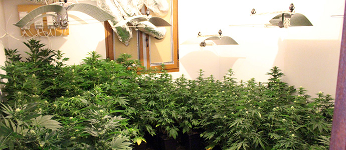 Desmantelada una plantacin de marihuana con 140 plantas