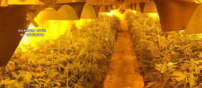 Desmantelada una plantacin de marihuana dirigida a una asociacin cannbica de Santander 