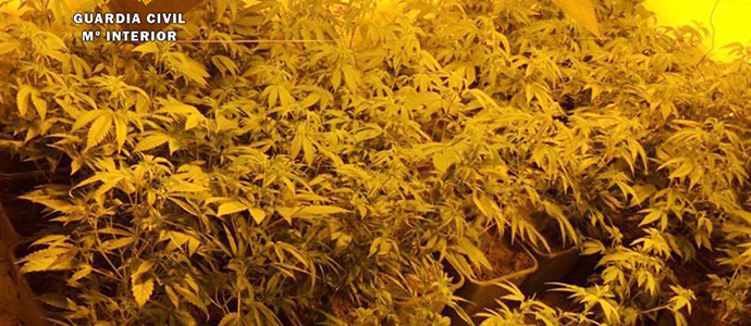 Desmantelada una plantacin de marihuana dirigida a una asociacin cannbica de Santander 