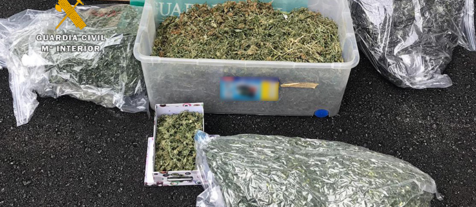 Desmantelada una plantacin de marihuana dirigida a una asociacin cannbica de Santander 