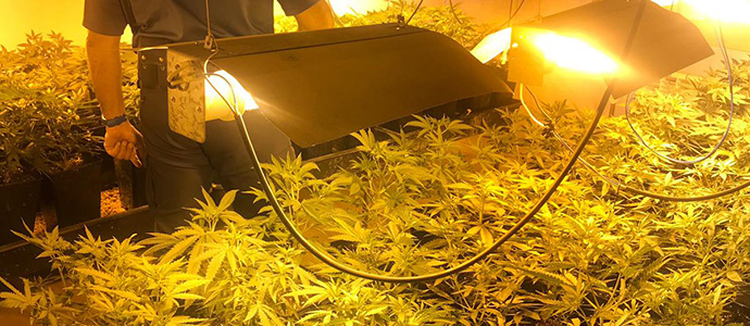 Desmantelada una plantacin de marihuana con ms de 400 plantas