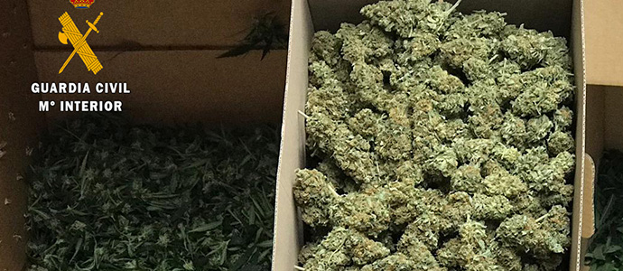 Desmantelada una plantacin de marihuana con ms de 400 plantas