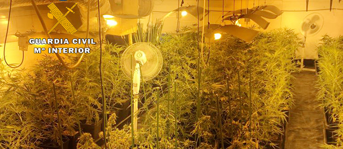 Desmantelada una plantacin de marihuana con ms de 500 plantas