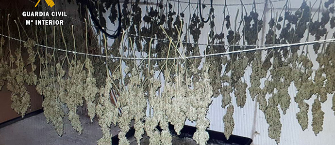 Desmantelada una plantacin con ms de  7,5 kg de marihuana seca 