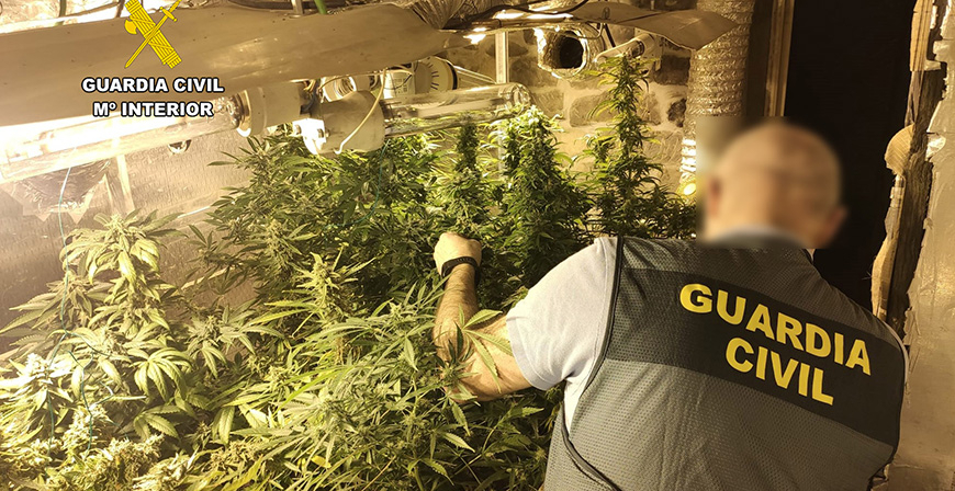 Desmantelada una plantacin en Virnoles como ms de 200 plantas de marihuana