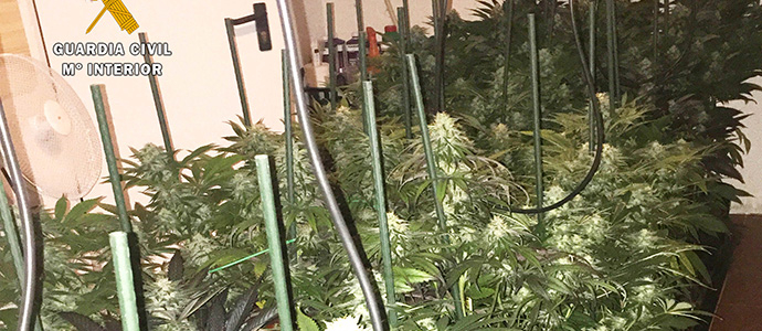 Desmantelado otro cultivo 'indoor' con 42 plantas de marihuana y un peso superior a los ocho kilos de droga