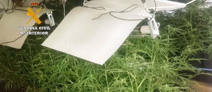 Desmantelan una trama que alquilaba viviendas para cultivar marihuana