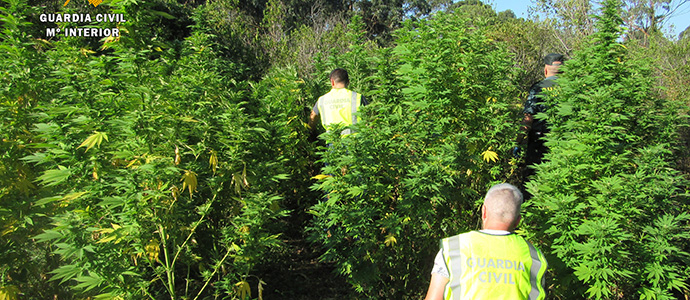 Desmanteladas varias plantaciones de marihuana en Cantabria