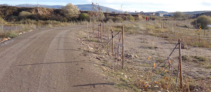 Destrozan medio centenar de cerezos de la ribera del Hjar
