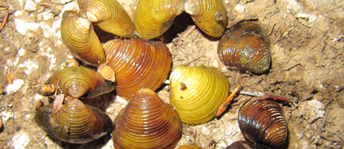 Detectan conchas de almeja asitica en el Pantano del Ebro
