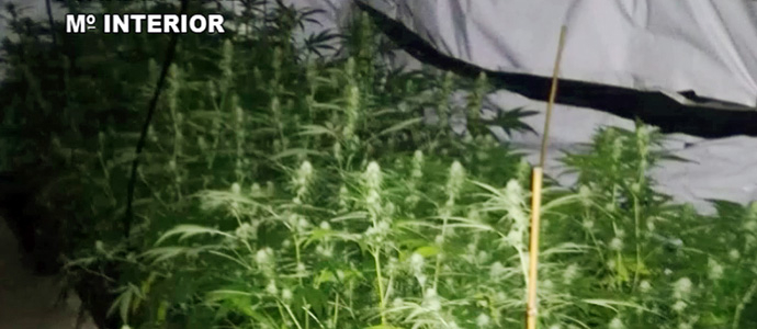 Detenida una organizaci�n dedicada al cultivo y venta de marihuana amparada en una asociaci�n cann�bica