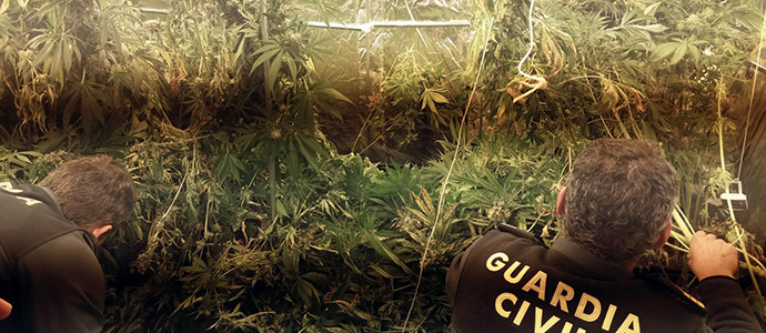 Detenida una organizaci�n dedicada al cultivo y venta de marihuana amparada en una asociaci�n cann�bica